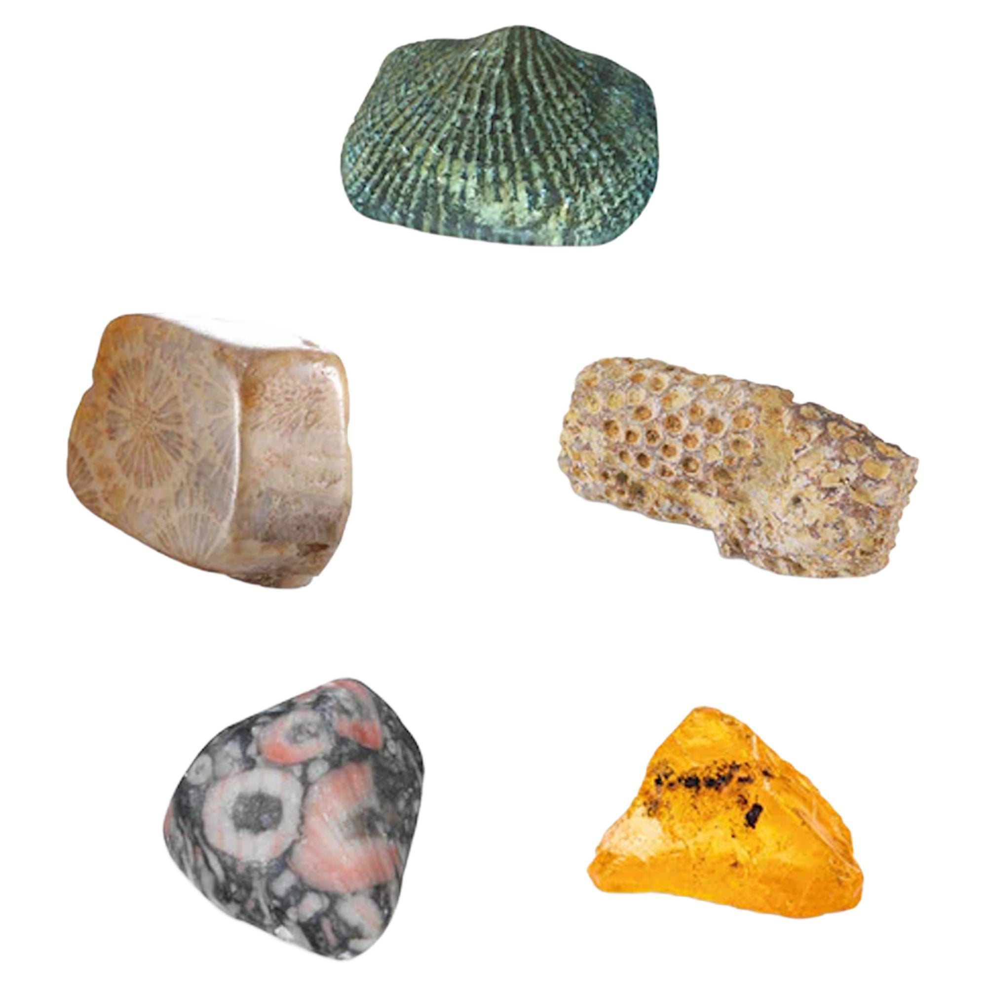 Thames & Kosmos I Dig It! Fossils - Real Fossils Excavation Kit — Can - Image 3